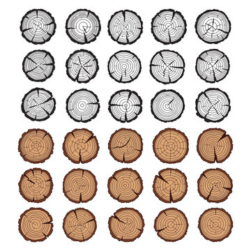 Vector Set Of Tree Log Cross Sections And Wood Rings Illustration In Sketch And Color