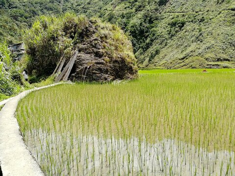 Rice Terraces of the Philippine Cordilleras, rice fields in Banaue region,Philippines ,Asia, rice production traditional agriculture,World Heritage Site consisting of a complex of rice terraces panora
