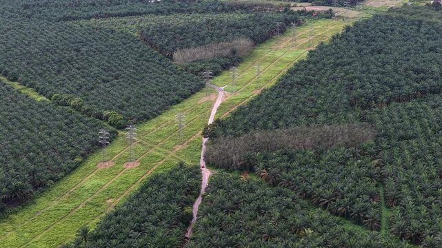 Drone View of Power Line Corridor Through Oil Palm Plantation