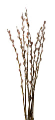 Fototapeta premium Beautiful blooming willow branches isolated on white. Springtime
