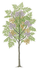 Fototapeta premium Elegant botanical drawing of a flourishing tree featuring purple flowers, golden berries, and green foliage