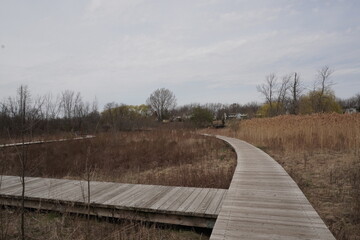 Fototapeta premium Wide shot of a wooden boardwalk curving through a marshy park area with dry reeds. Bare trees and residential houses are visible on the horizon under an overcast sky. Early spring landscape.