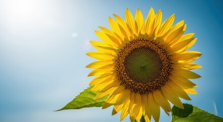 Obraz premium A single sunflower radiates brilliant yellow petals under intense sunlight, symbolizing optimism, abundance, and natural energy, sunny, flora, summer time
