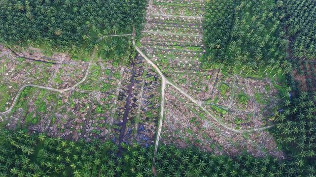 Top down aerial view of dry oil palm plantation clearance