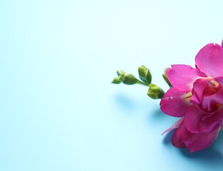 Fototapeta premium Beautiful freesia flower on light blue background, closeup. Space for text