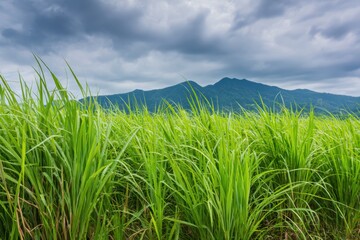Obraz premium 山を背景にした緑の芝生フィールド