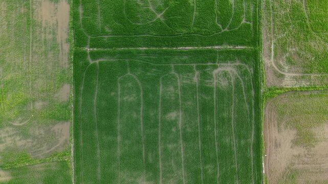 Aerial view of green paddy field with planting rows