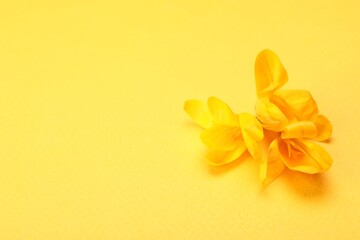 Obraz premium Beautiful crocus flowers on yellow background, closeup. Space for text