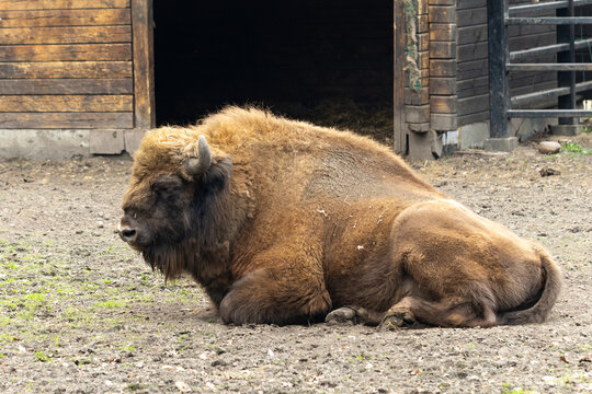 A bison at the Białystok Zoo, a Białowieża bison lies in a clearing at the zoo.