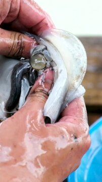 Squid cleaning and preparation by hand with ink release washing in blue basin and draining in yellow colander showing traditional Asian seafood process