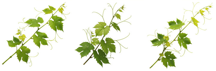 Naklejka premium Fresh Green Grapevine Branches with Leaves and Tendrils Isolated on White Background. Set of Three Organic Vitis Vinifera Sprigs. Natural Vineyard Foliage for Wine and Food Design.