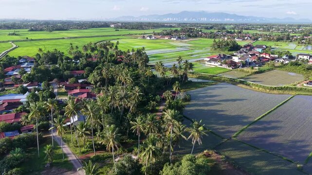 Kampung Agong aerial view over rice paddies and village