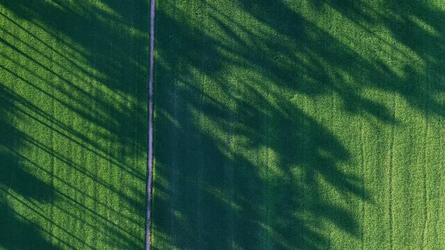 Aerial natural shadows casting across green paddy field