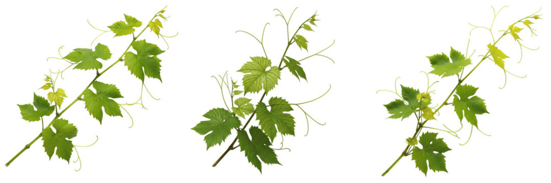 Fresh Green Grapevine Branches with Leaves and Tendrils Isolated on White Background. Set of Three Organic Vitis Vinifera Sprigs. Natural Vineyard Foliage for Wine and Food Design.
