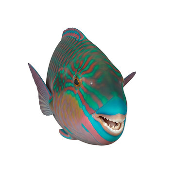 Vibrant tropical reef fish with captivating iridescent scales and unique dental structure on white