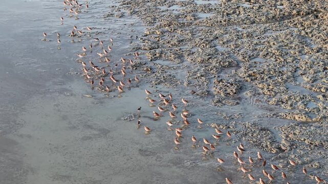 Aerial view of sandpipers feeding in mudflat group