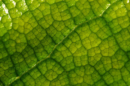Vibrant Green Leaf Veins in Detailed Macro View