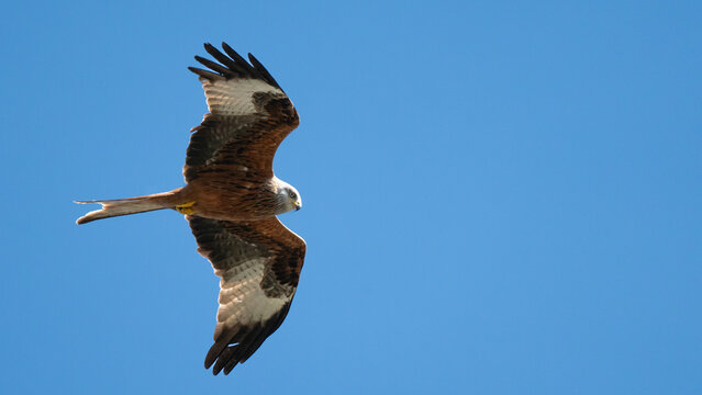 Red Kite