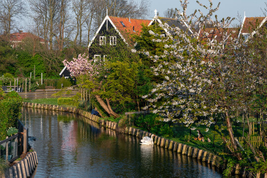 Spring canal with blossoming trees and houses in Amsterdam