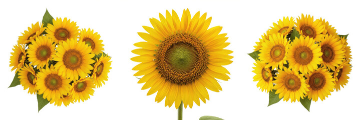 Fototapeta premium Vibrant Yellow Sunflower and Bouquet Set - Isolated Summer Floral Collection PNG