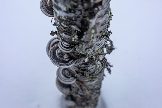 Close-up of bracket fungus on birch in Tromso, Norway