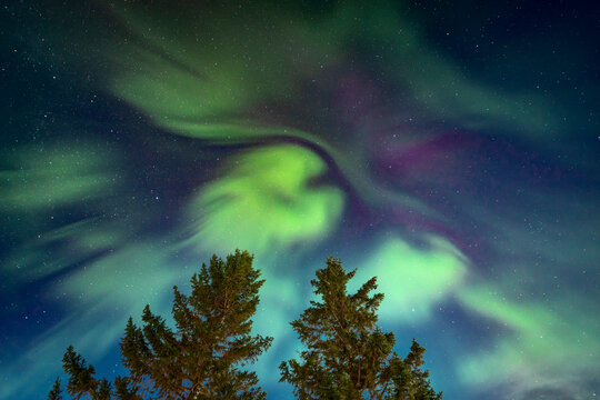 Northern lights over Tromso forest in Norway Lapland