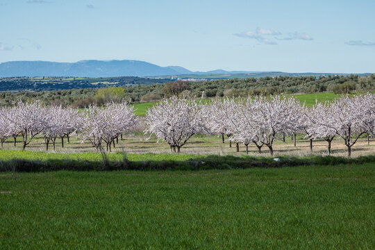 Almond blossom orchard in Castilla-La Mancha during spring