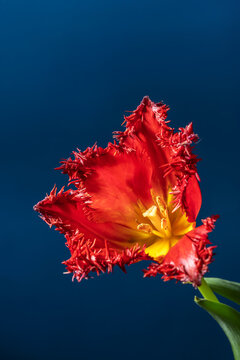 Red terry tulip with vibrant frilled petals details