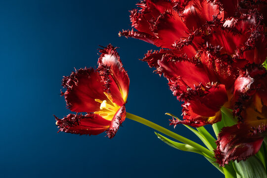Terry tulip with striking red frilled petals close-up