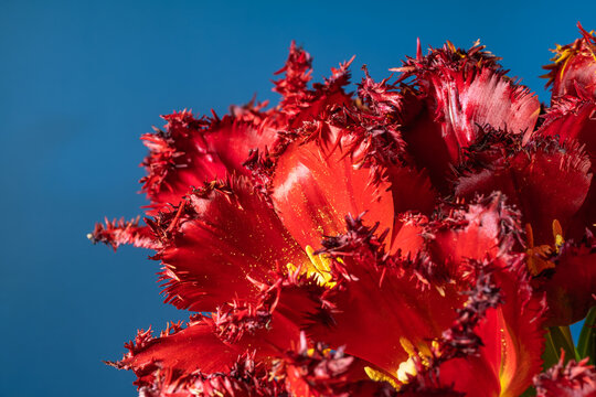 Elegant red terry tulip petals in vivid sunlight