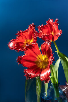 Terry tulip with vibrant frilly petals in close-up