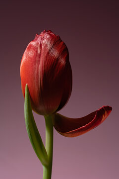 Tulip fading gracefully against a soft gradient background