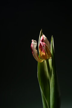 Fading tulip captured in artistic shadows