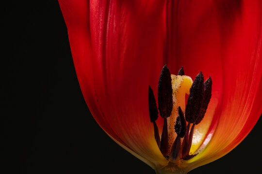 Close-up of vibrant red tulip with intricate details