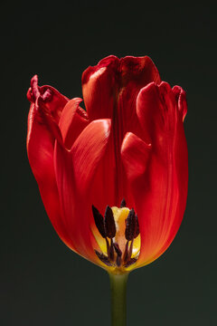 Red tulip with fading petals captured as art form