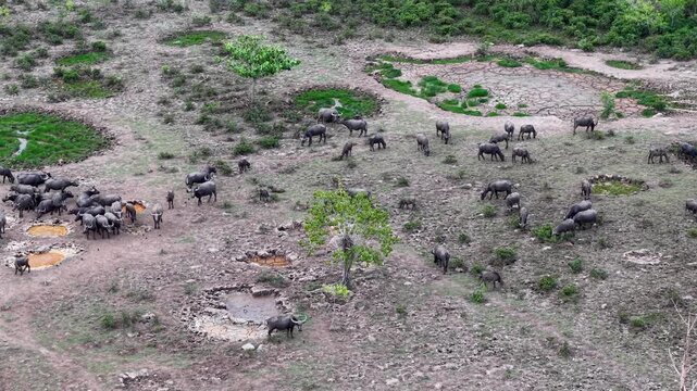 Aerial view captures buffaloes grazing across wetland terrain with water channels winding through tropical greenery.