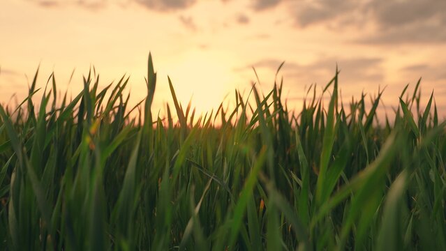 Green grass on field. Green wheat sprouts on field against sky and clouds. Slow motion. Concept of life, growing sprouts. Wheat cultivation, agribusiness. Seedlings of young shoots on field in spring