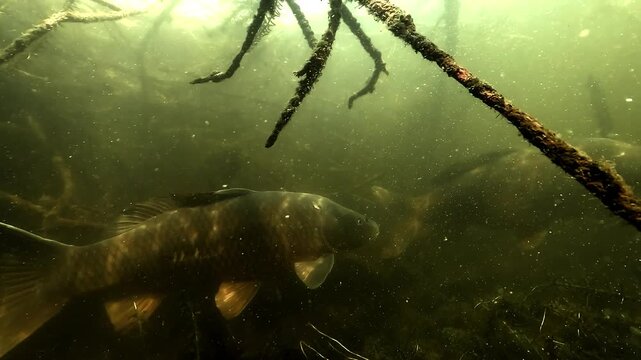 Three clips of common carp Cyprinus carpio swimming beneath branches in dark freshwater, moving slowly through a shadowy habitat with suspended particles and submerged structure