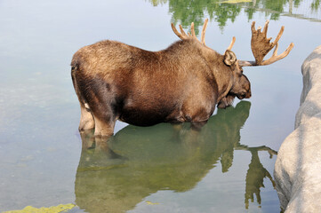 Moose (North America) or elk (Eurasia) is the largest extant species in the deer family. Moose are distinguished by the broad, flat (or palmate) antlers of the males