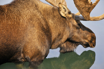 Moose (North America) or elk (Eurasia) is the largest extant species in the deer family. Moose are distinguished by the broad, flat (or palmate) antlers of the males