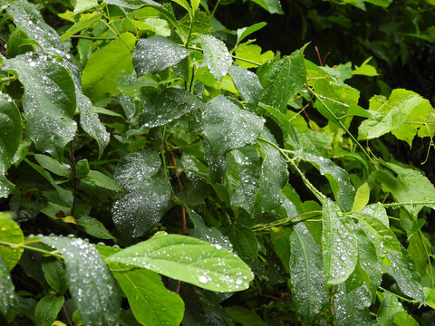 Northern spicebrush, leaves wet from rain, growing wild within the woodland forest of Shenandoah National Park. Blue Ridge Mountains, Appalachian Mountain Range, Virginia.