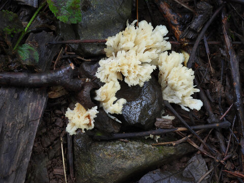 White crested coral fungi, growing on the ground, within the woodland forest of Shenandoah National Park. Blue Ridge Mountain wilderness, Appalachian Mountain Range, Virginia. 