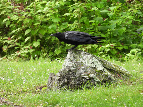 A common raven, enjoying a beautiful day, within Shenandoah National Park, Blue Ridge, Appalachian mountains, Virginia. 
