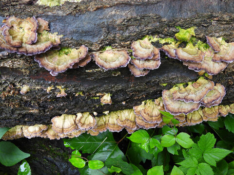 Violet-toothed polypore, fungus, growing wild on a weathered, fallen tree trunk. Woodland forest, Shenandoah National Park, Virginia. 