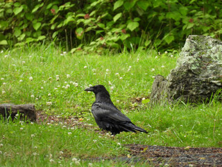 Obraz premium A common raven, enjoying a beautiful day, within Shenandoah National Park, Blue Ridge, Appalachian mountains, Virginia. 