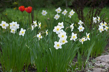 Fototapeta premium White narcissus flowers blooming in a spring garden flowerbed with red tulips background