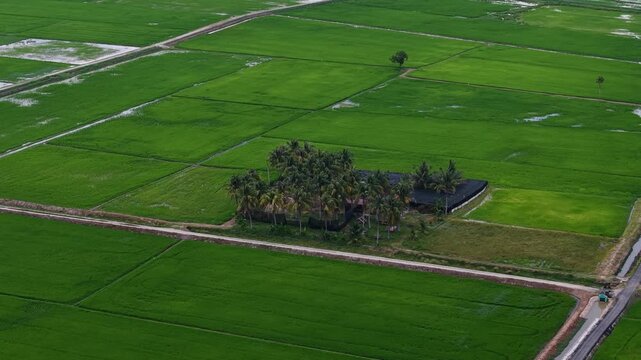Labuh Banting rice paddies with palm grove and roads