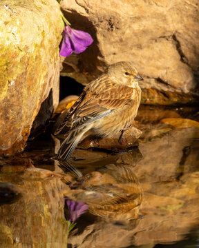 British wild bird. The linnet a popular caged songbird now endangered.