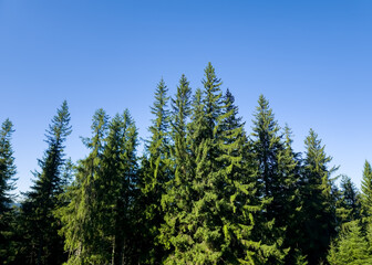 Tall green spruce tree canopy (Picea abies) standing against a clear, vibrant blue sky in a mountain forest. © Dan