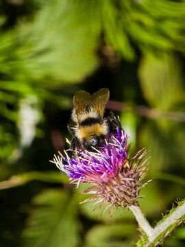 Buff-tailed bumblebee (Bombus terrestris) collecting nectar on a purple thistle flower head (Cirsium) against a green foliage background.